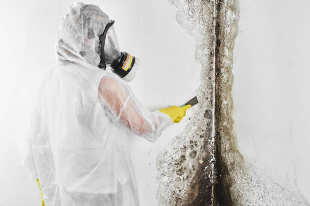 Best Mold Testing and Removal  in Sealy, TX