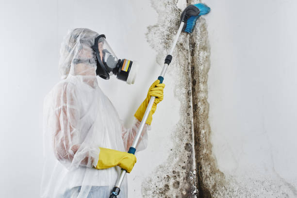 Best Mold Cleaning Services  in Sealy, TX