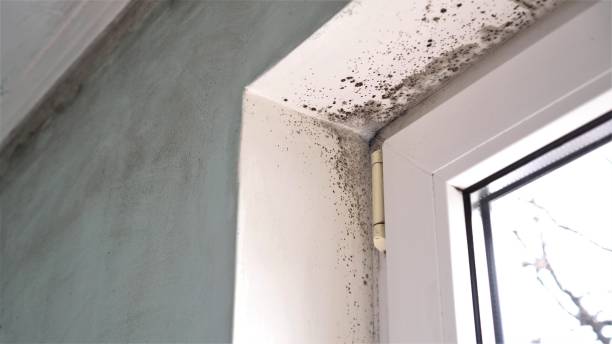 Best Attic Mold Removal  in Sealy, TX