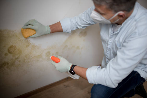 Best Mold Damage Repair  in Sealy, TX