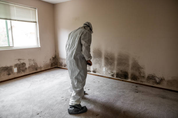 Best Residential Mold Removal  in Sealy, TX